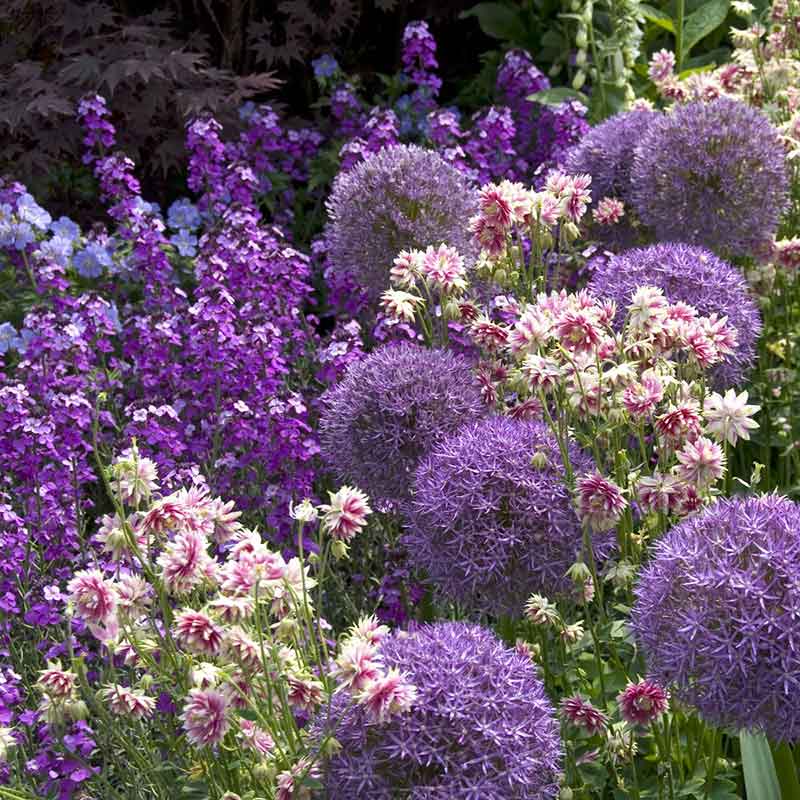 Columbine Roots - Nora Barlow