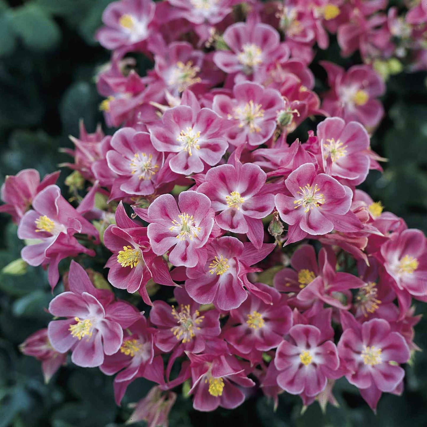 Columbine Seeds - Winky Single Rose-Rose