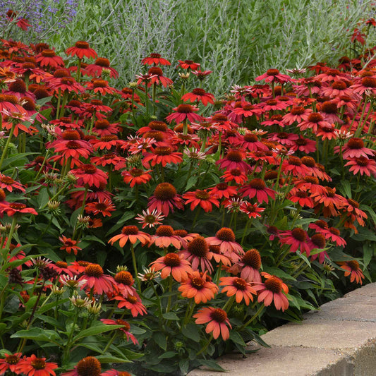 Coneflower Seeds - Artisan Red Ombre
