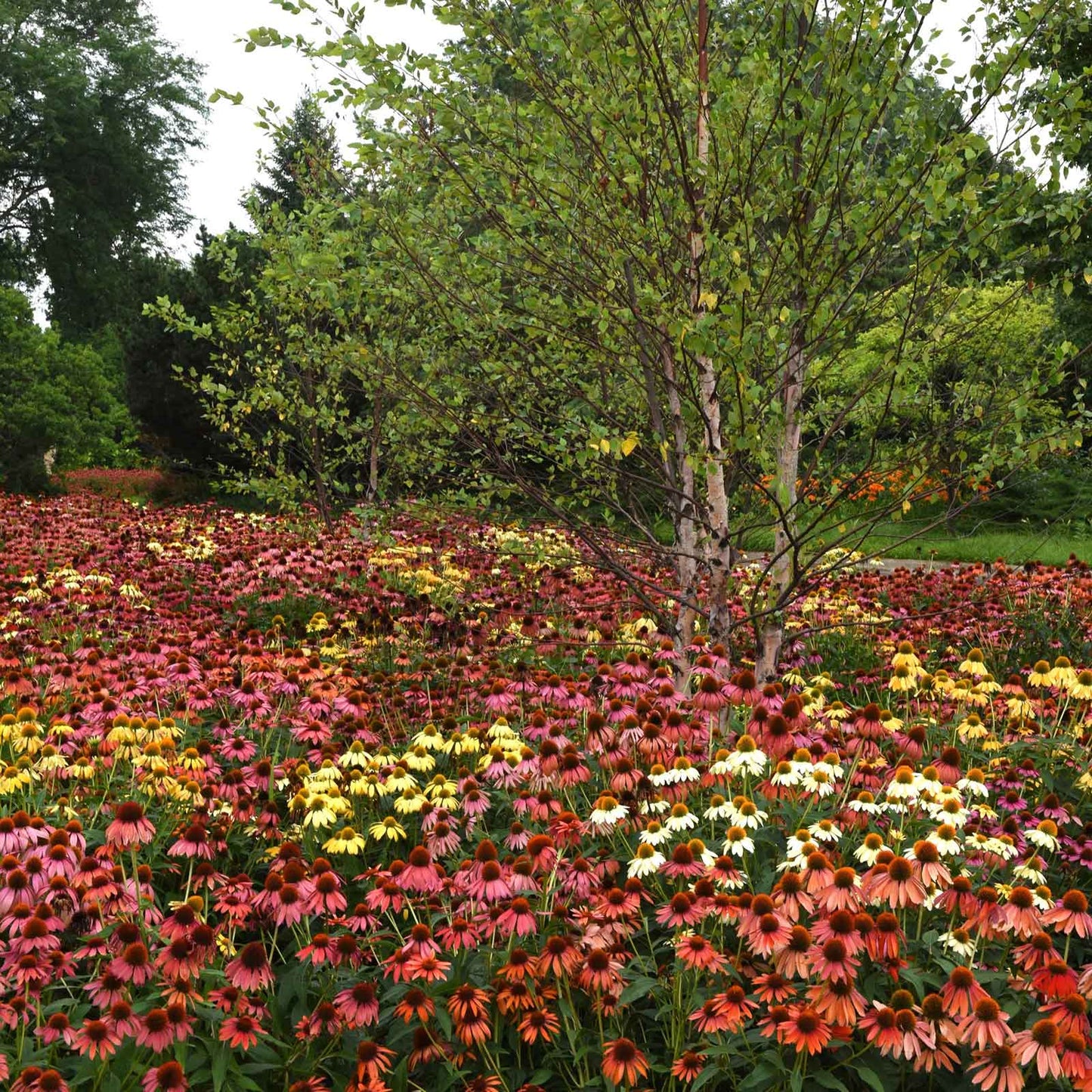 Coneflower Seeds - Cheyenne Spirit