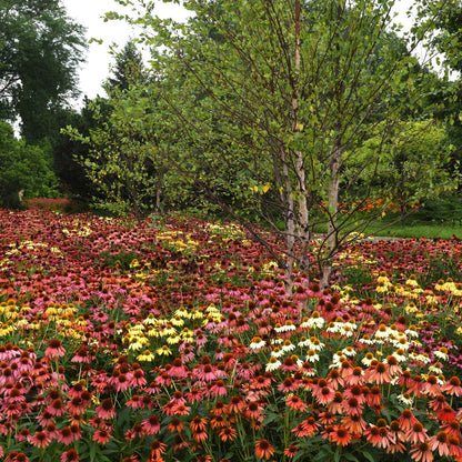 Coneflower Seeds - Cheyenne Spirit