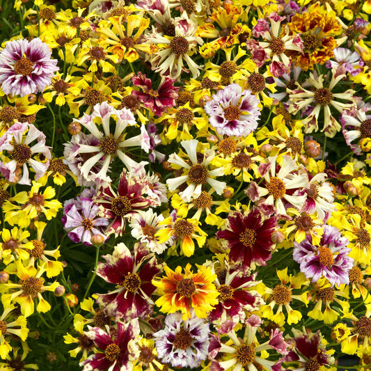 Coreopsis Seeds - Incredible Sea Shells Mix