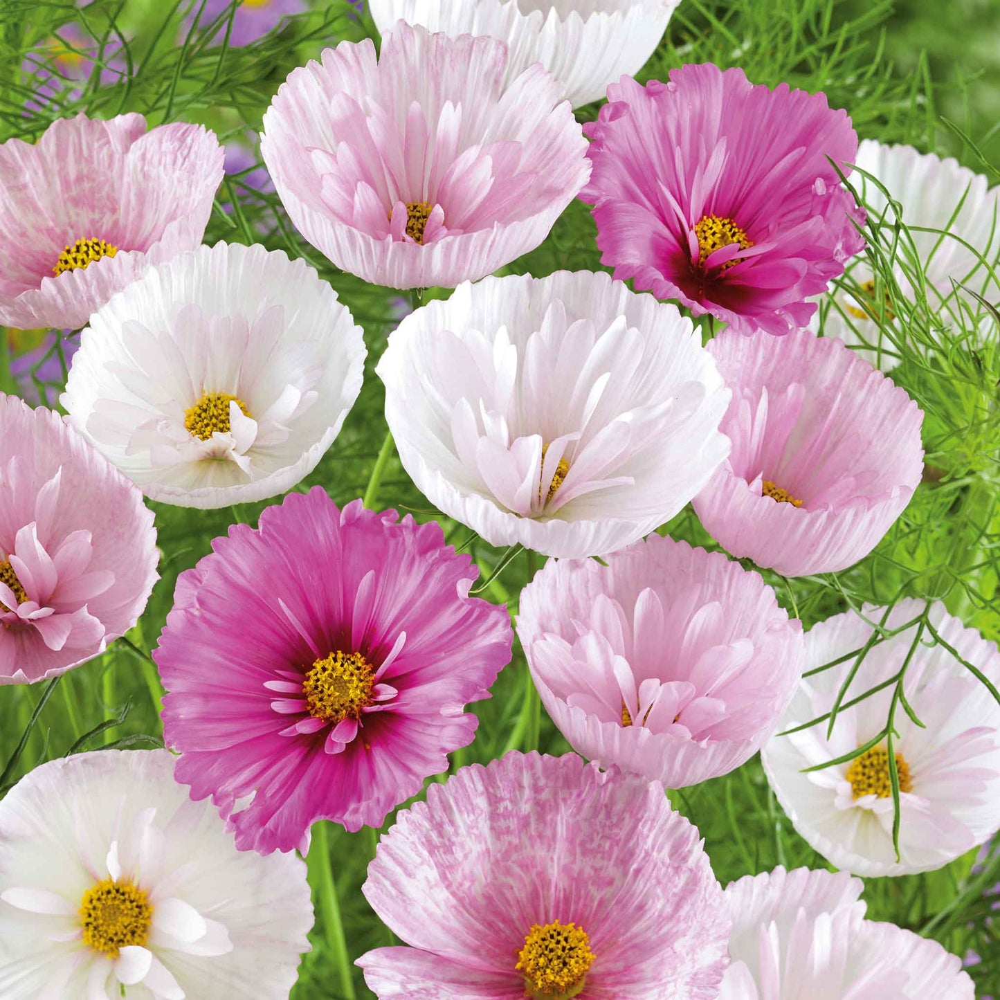 Cosmos Seeds - Cupcake Mix