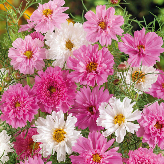 Cosmos Seeds - Double Click Bonbon Mix