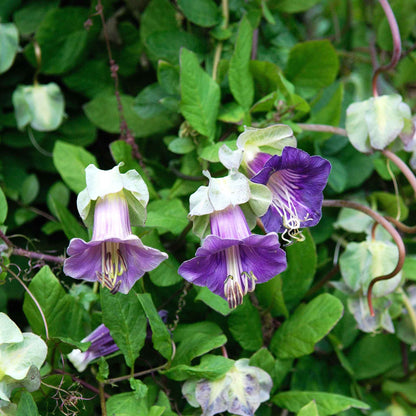 Cup and Saucer Vine Seeds - Purple