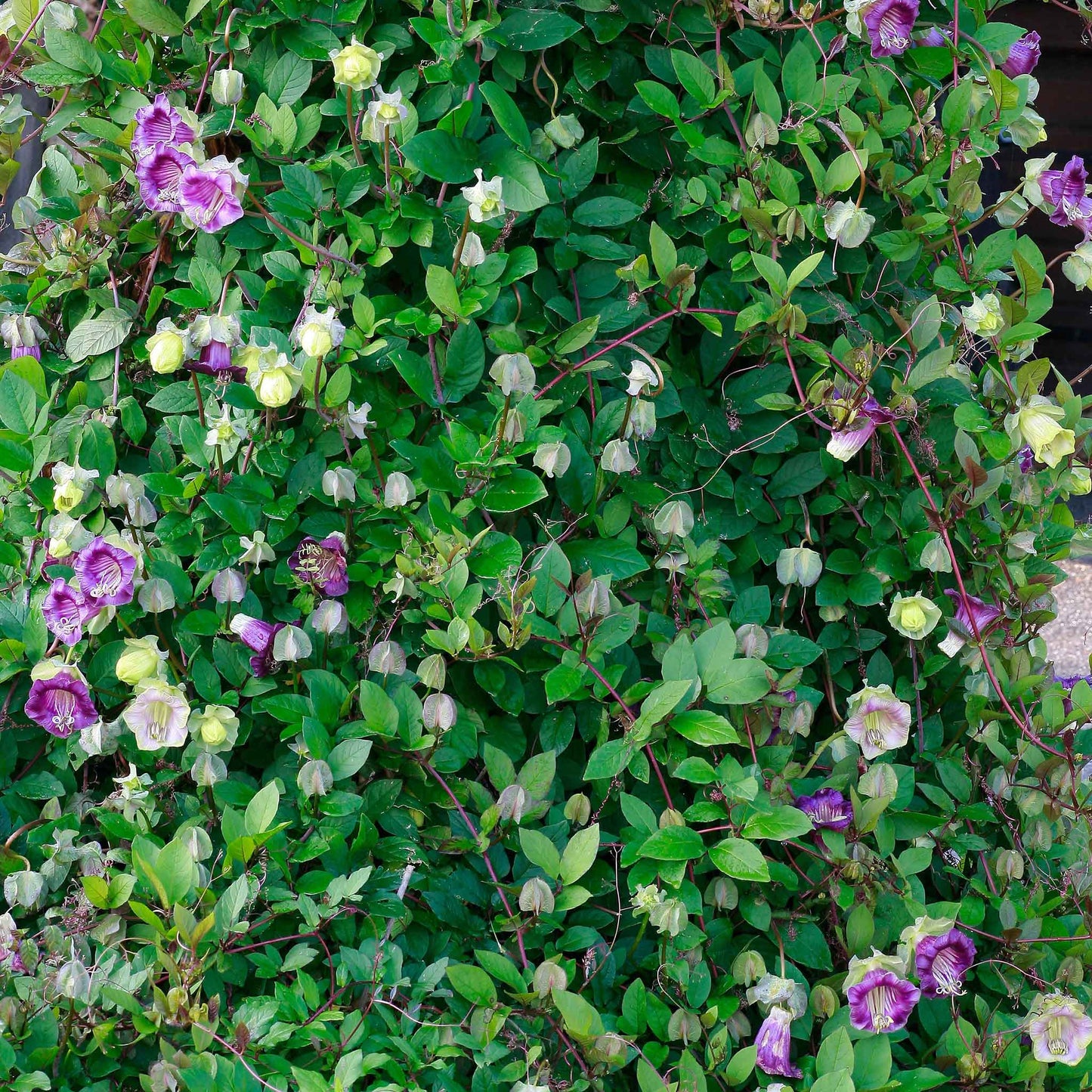 Cup and Saucer Vine Seeds - Purple