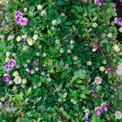 Cup and Saucer Vine Seeds - Purple