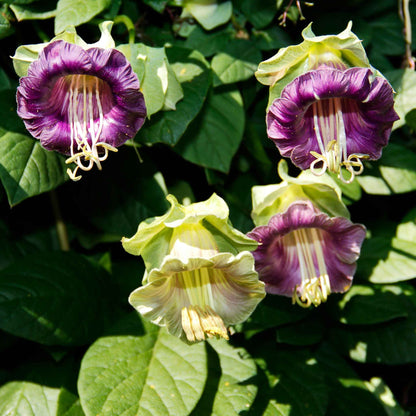 Cup and Saucer Vine Seeds - Purple