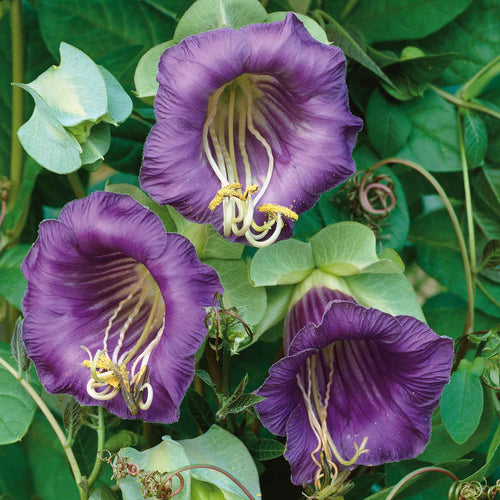 Cup and Saucer Vine Seeds - Purple