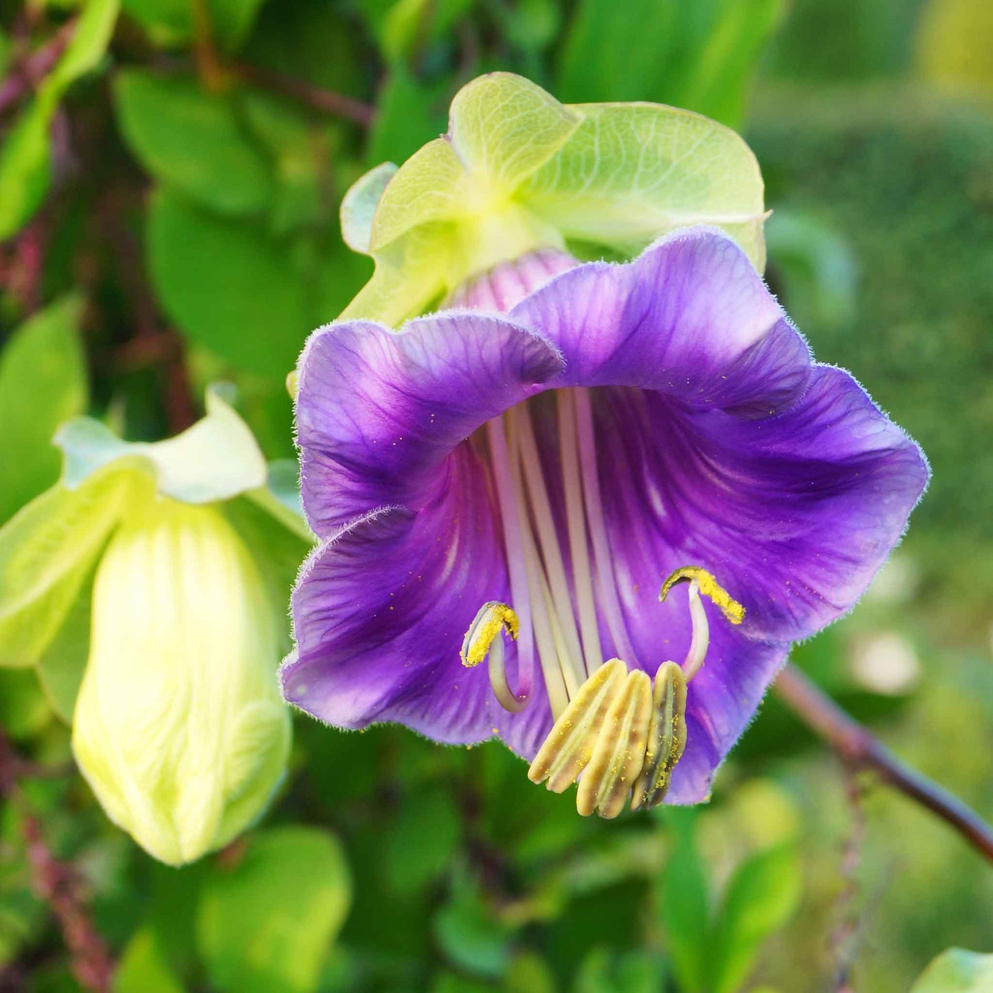 Cup and Saucer Vine Seeds - Purple
