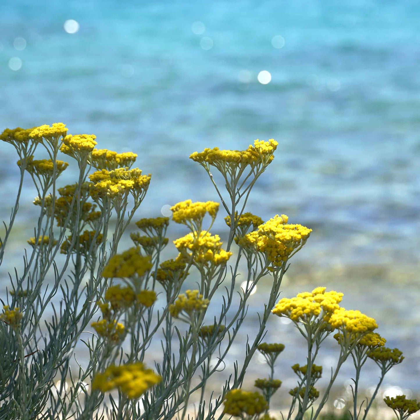 Curry Plant/Immortelle Seeds