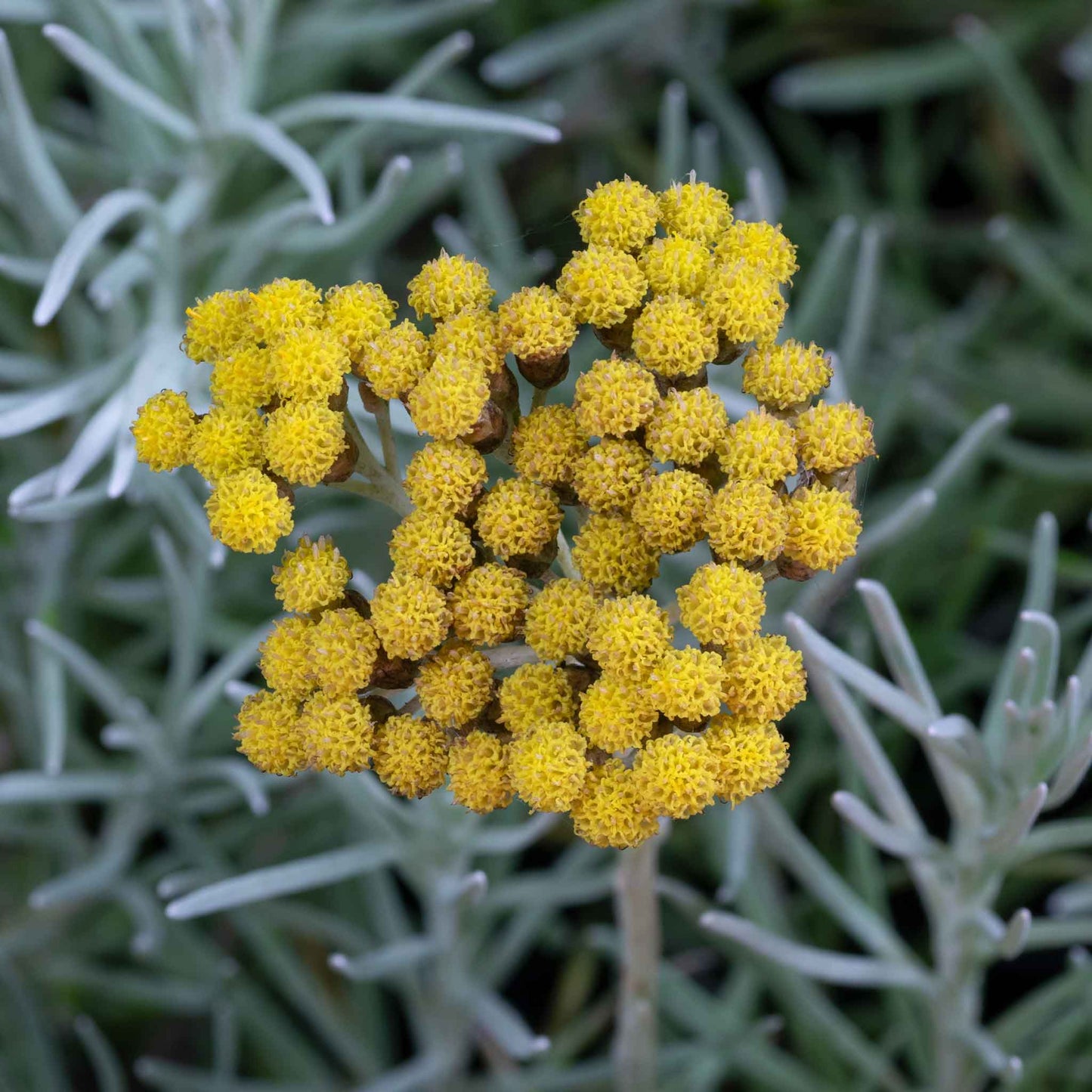 Curry Plant/Immortelle Seeds
