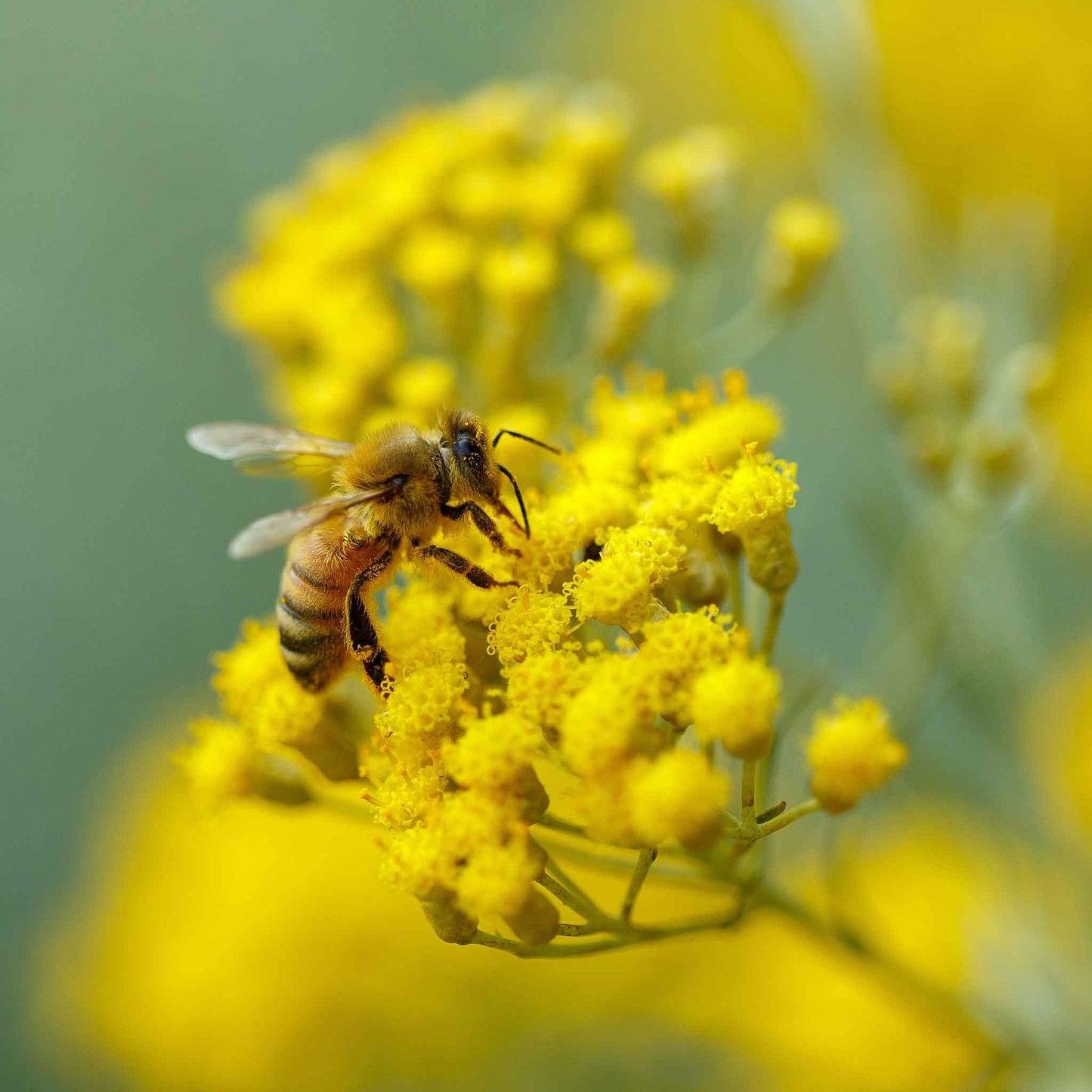 Curry Plant/Immortelle Seeds