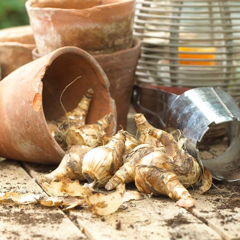Daffodil Bulbs - British Gamble