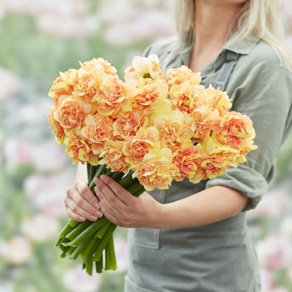 Daffodil Bulbs - Egg Benedict