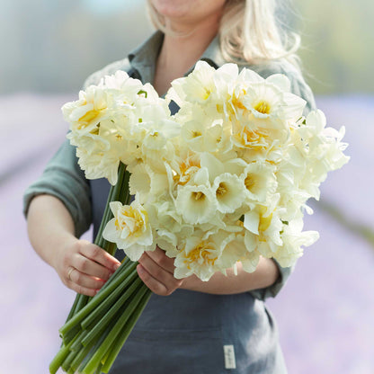 Daffodil Bulbs - Lemondrop Mix