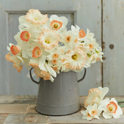 Daffodil Bulbs - Pastel Charm Mix