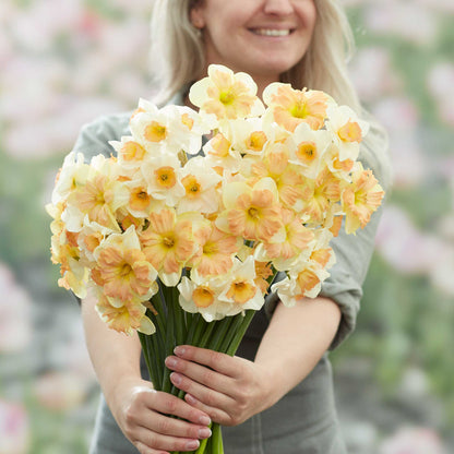 Daffodil Bulbs - Spring Dreams Mix