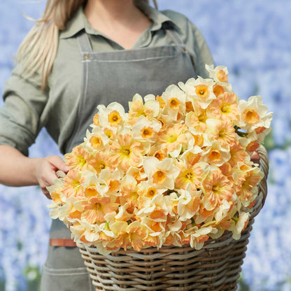 Daffodil Bulbs - Spring Dreams Mix