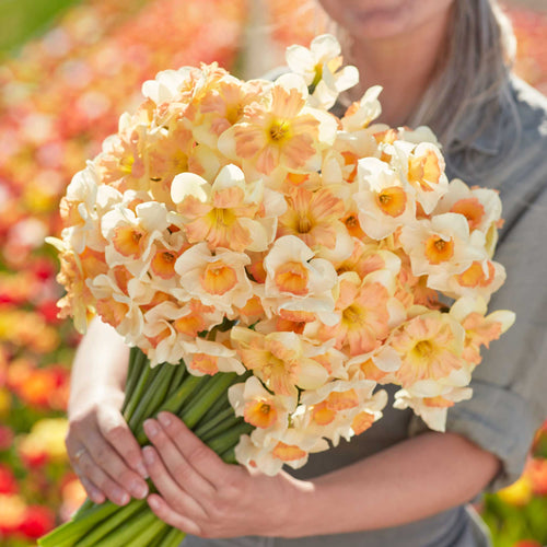 Daffodil Bulbs - Spring Dreams Mix