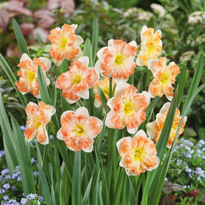 Daffodil Bulbs - Sunny Girlfriend