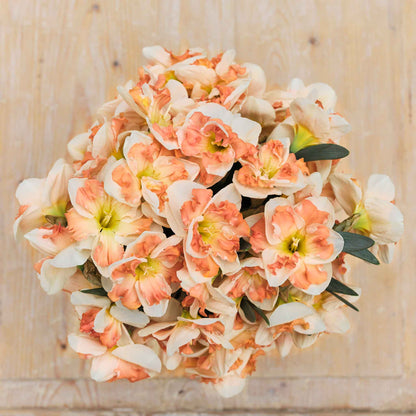 Daffodil Bulbs - Sunny Girlfriend