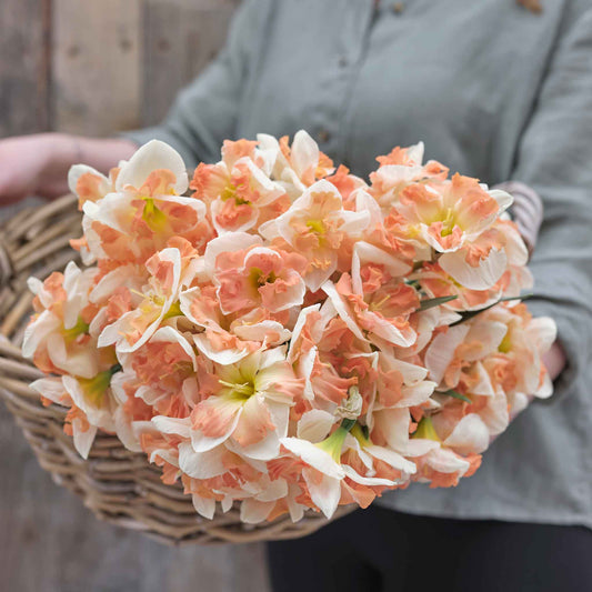 Daffodil Bulbs - Sunny Girlfriend