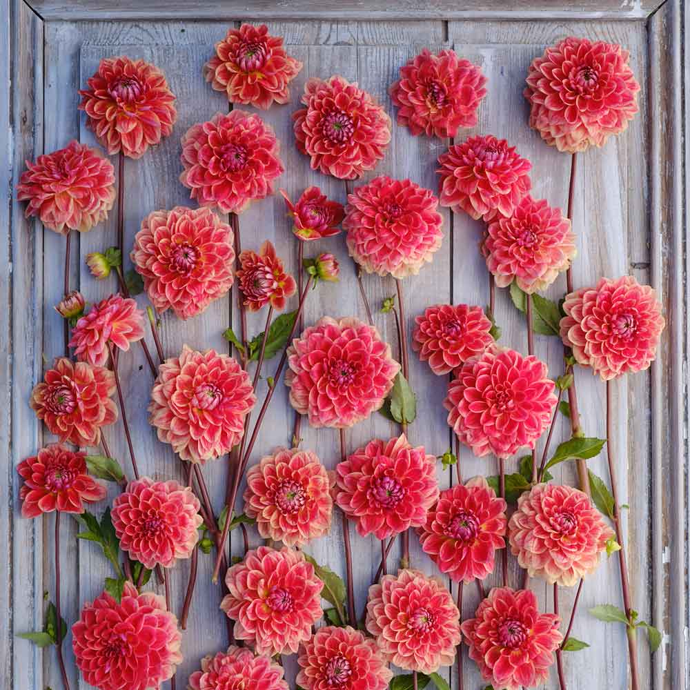 Dahlia Bulbs (Decorative) - All That Jazz