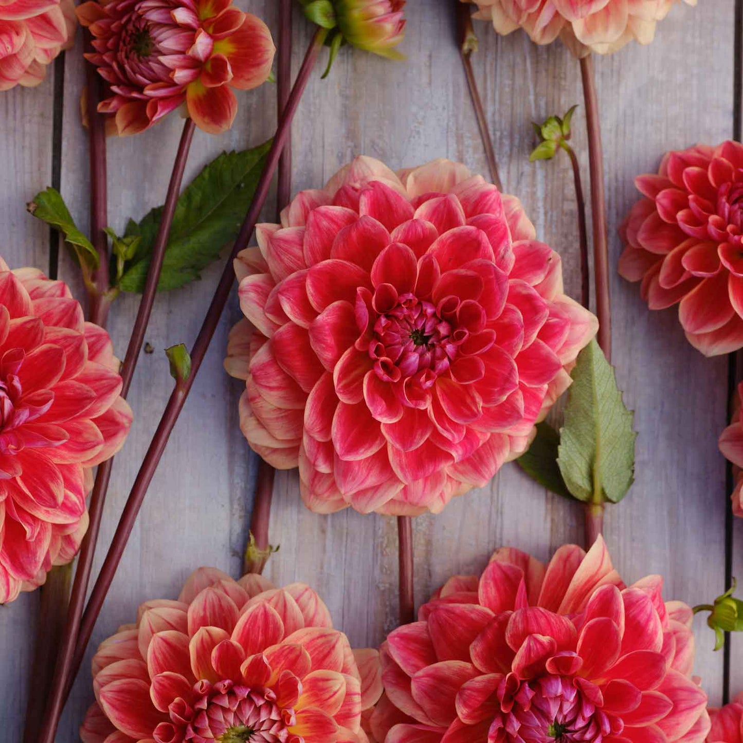 Dahlia Bulbs (Decorative) - All That Jazz