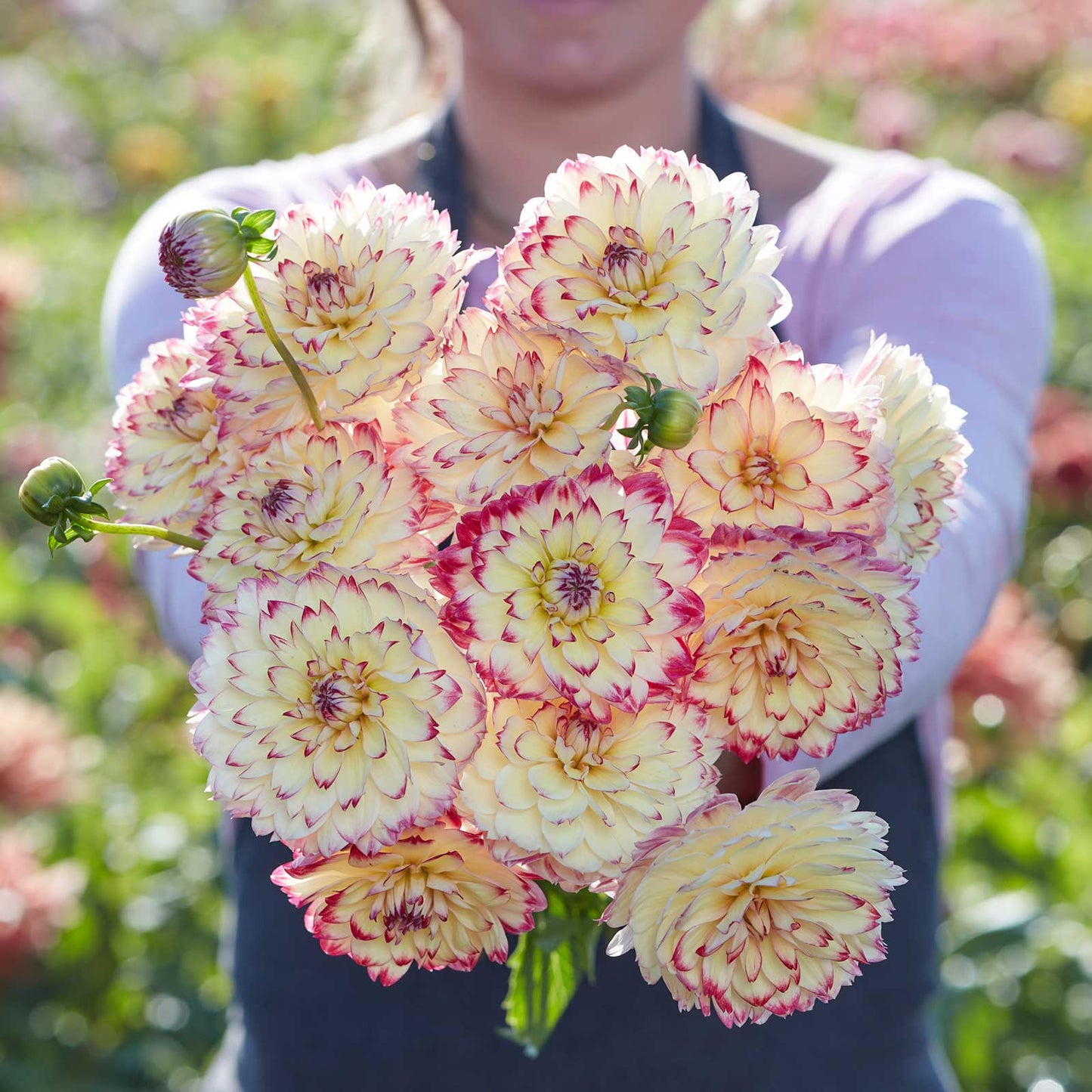 Dahlia Bulbs (Decorative) - Aphrodite