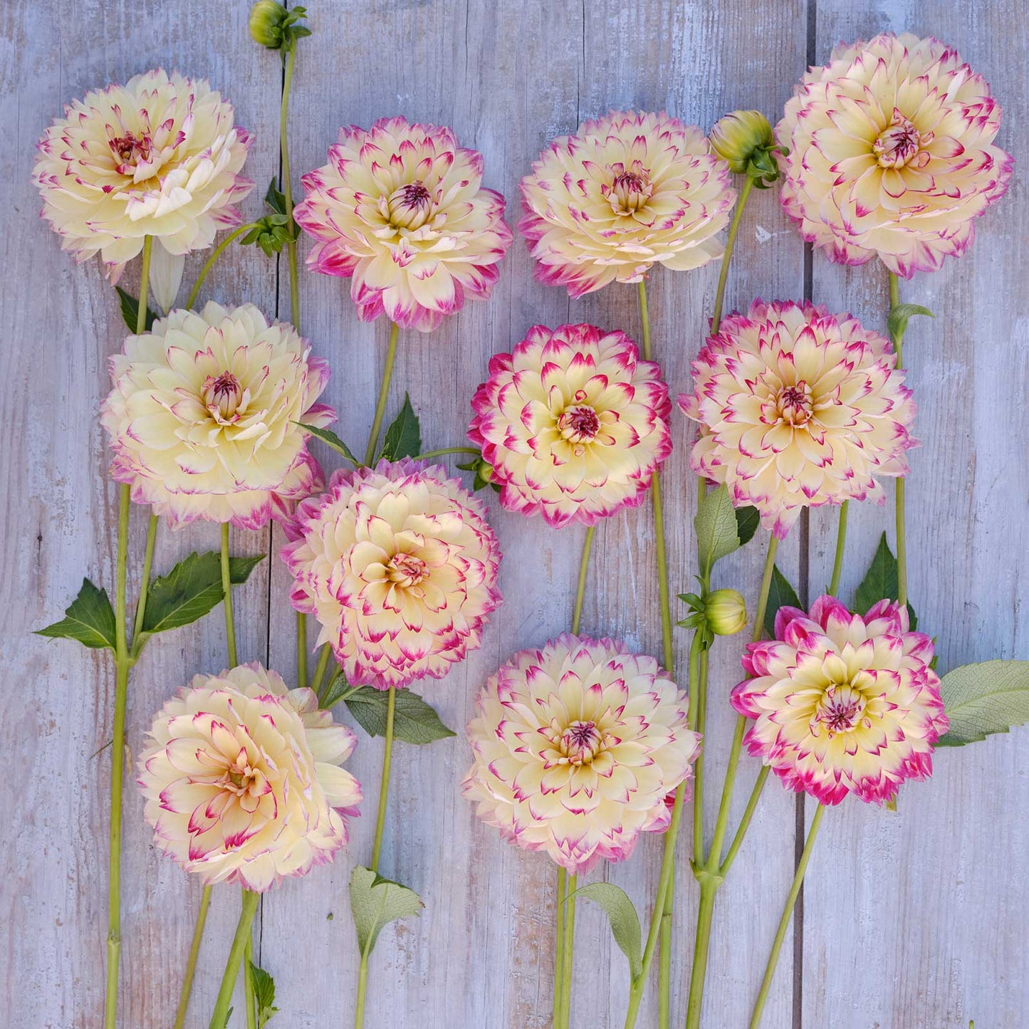 Dahlia Bulbs (Decorative) - Aphrodite