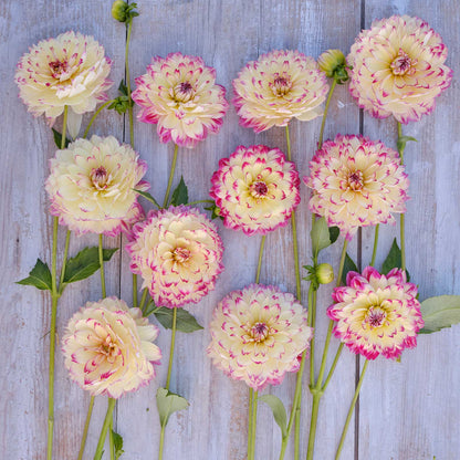Dahlia Bulbs (Decorative) - Aphrodite