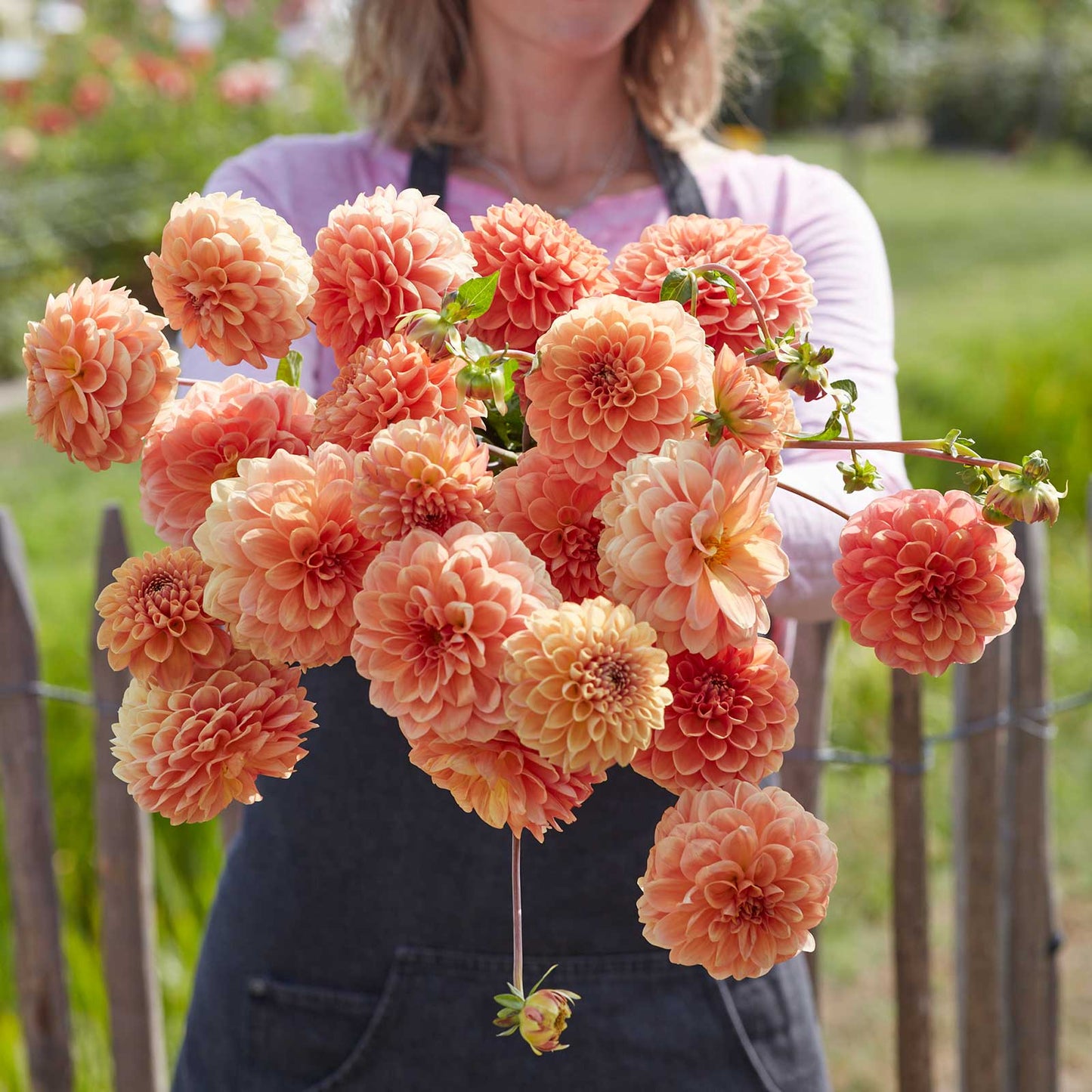 Dahlia Bulbs (Decorative) - Apricona