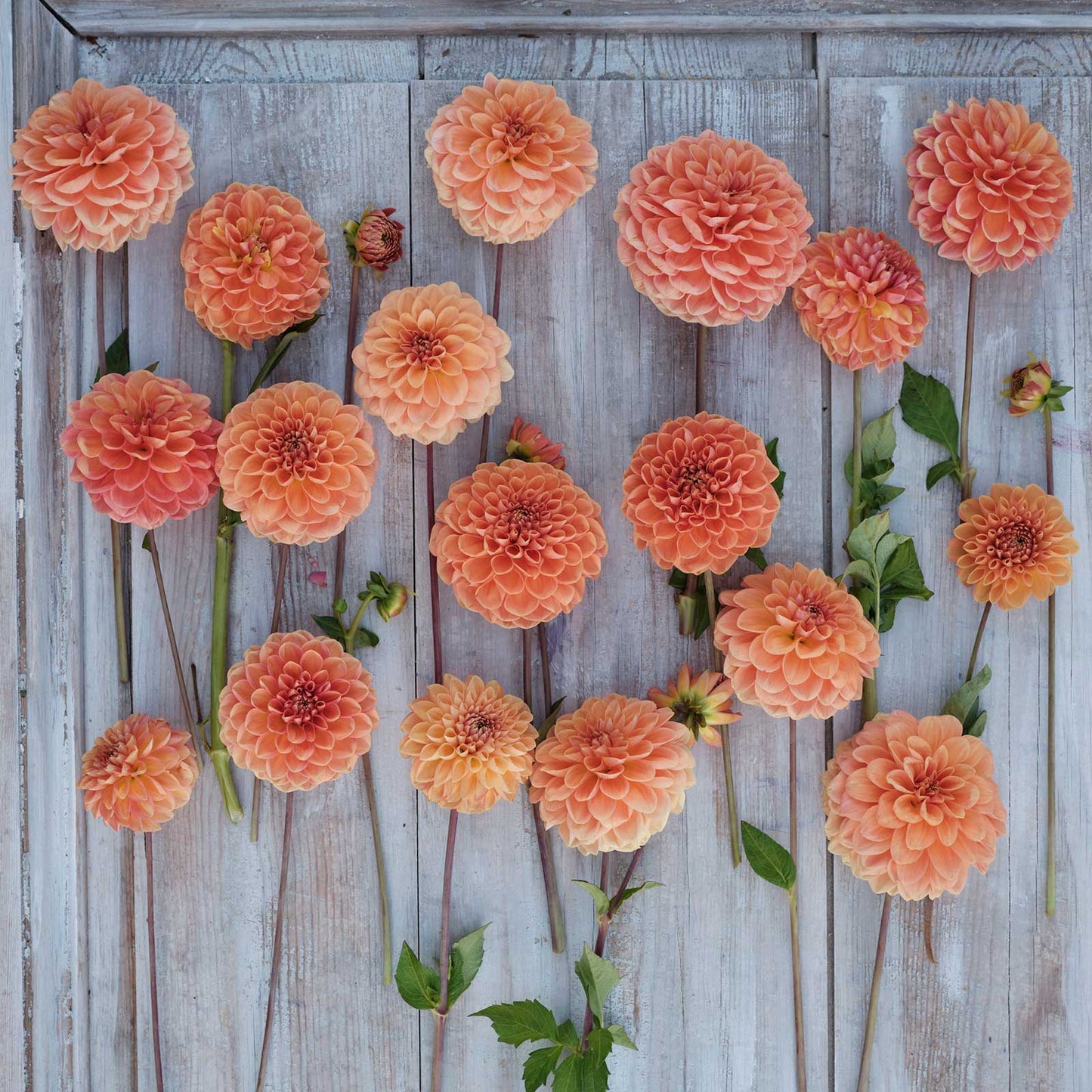 Dahlia Bulbs (Decorative) - Apricona