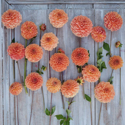 Dahlia Bulbs (Decorative) - Apricona