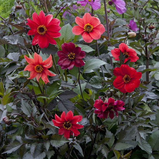 Dahlia Seeds - Bishop's Children