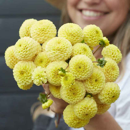 Dahlia Bulbs (Pompon) - Buttercup
