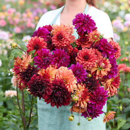 Dahlia Bulbs - Chocolate & Wine Mix