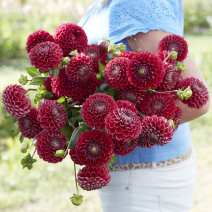 Dahlia Bulbs (Ball) - Cornel