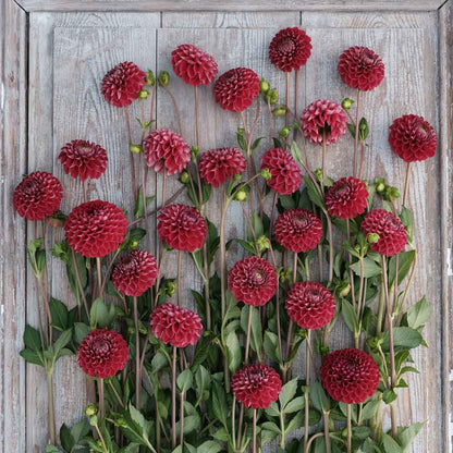 Dahlia Bulbs (Ball) - Cornel