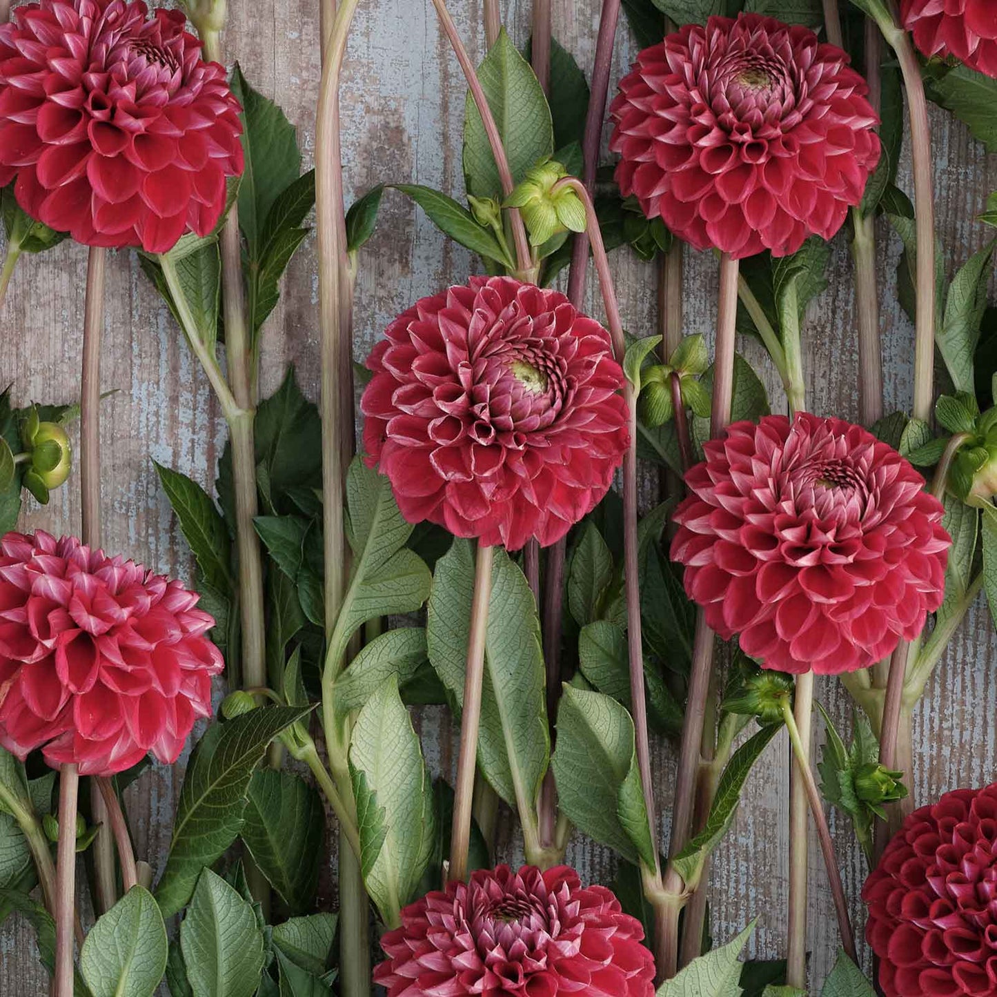 Dahlia Bulbs (Ball) - Cornel