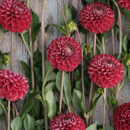 Dahlia Bulbs (Ball) - Cornel
