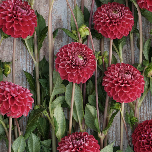 Dahlia Bulbs (Ball) - Cornel