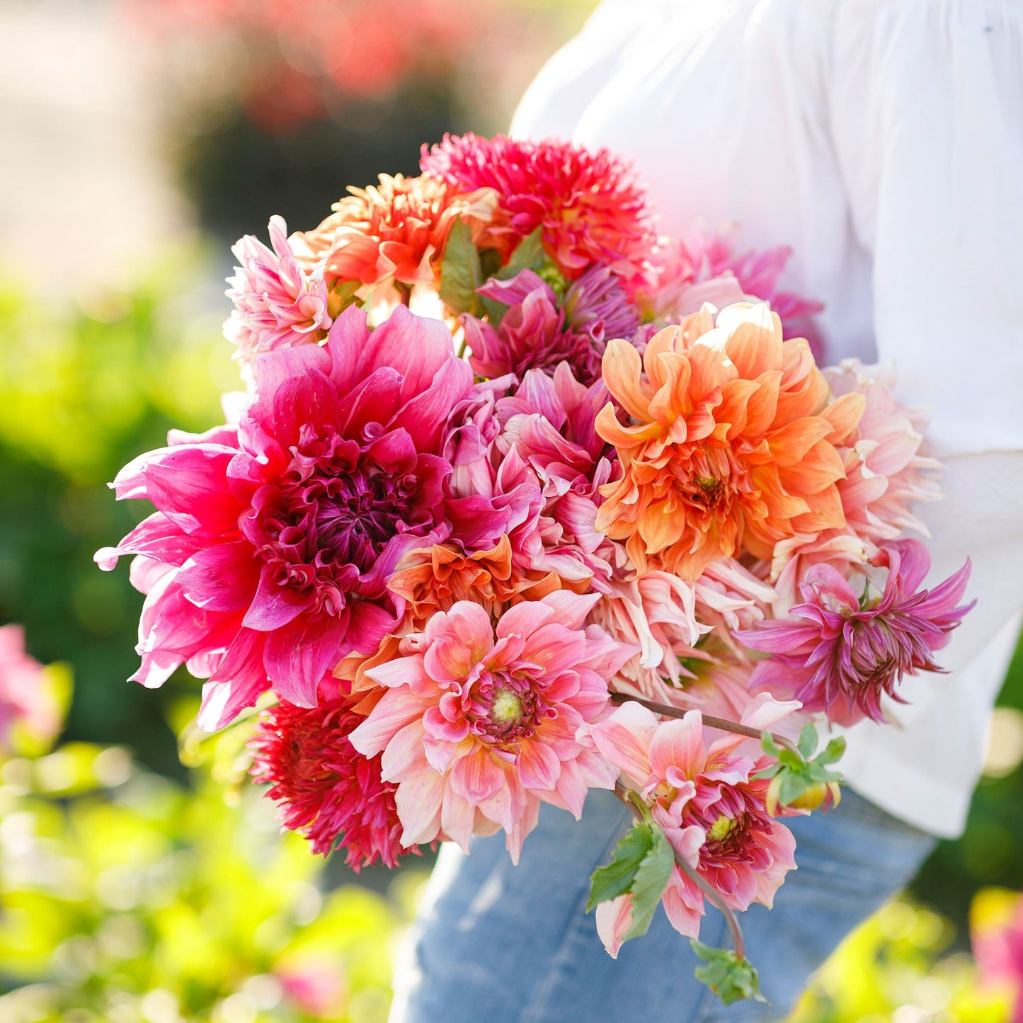 Dahlia Bulbs (Dinnerplate) - Country Fair Mix