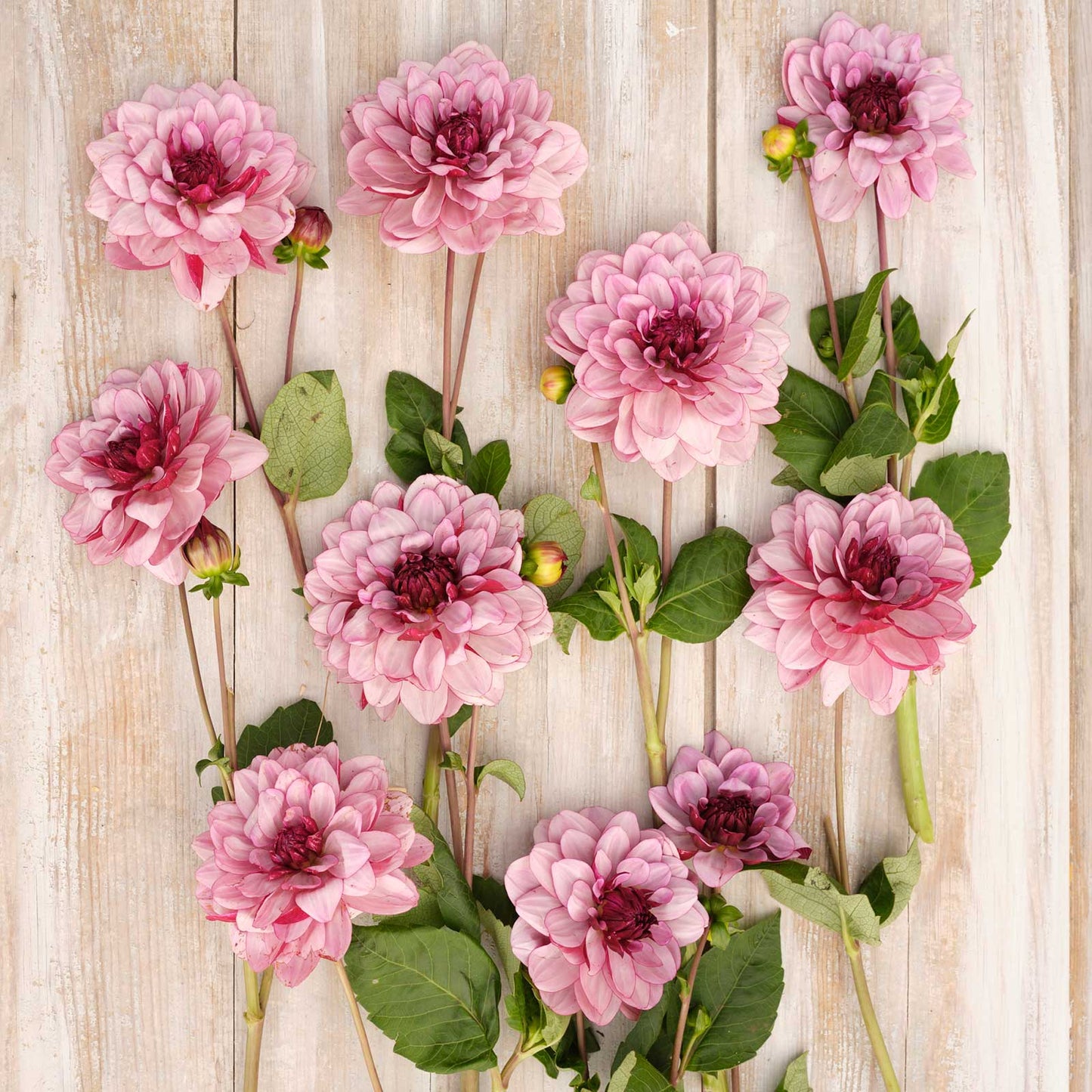 Dahlia Bulbs (Waterlily) - Creme de Cassis