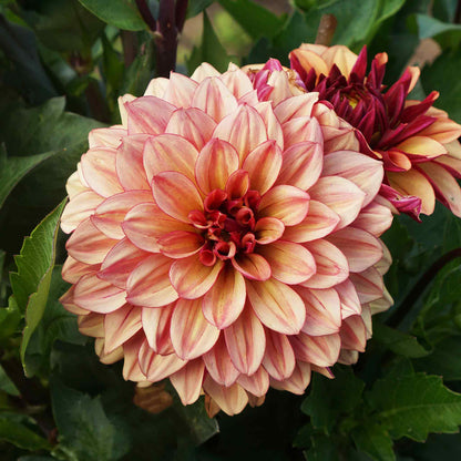 Dahlia Bulbs (Decorative) - Creme de Cognac