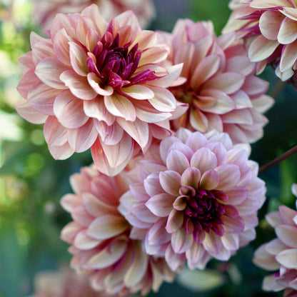 Dahlia Bulbs (Decorative) - Creme de Cognac