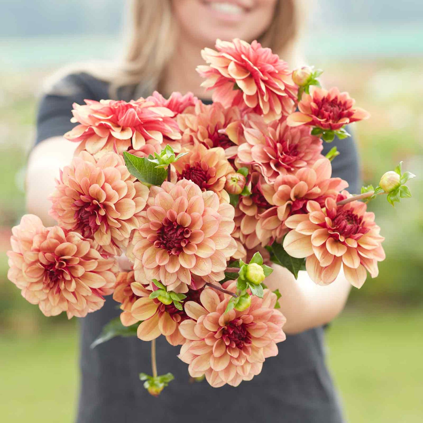 Dahlia Bulbs (Decorative) - Creme de Cognac