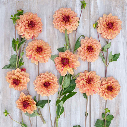 Dahlia Bulbs (Decorative) - Creme de Cognac