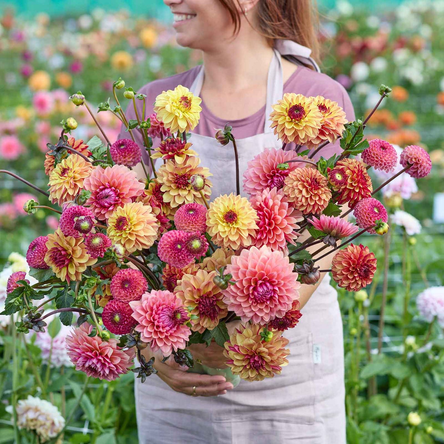 Dahlia Bulbs - Earthy Shades Mix